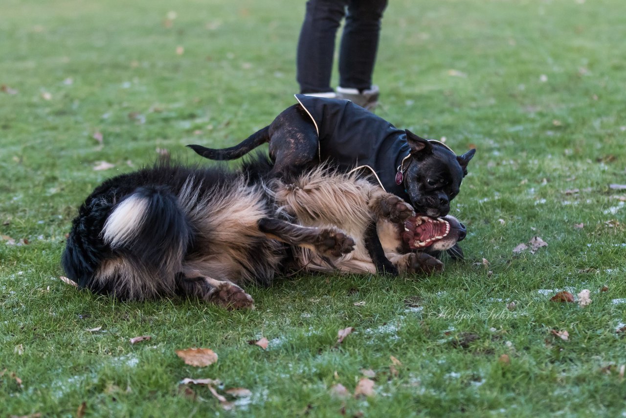 Bild 84 - Hundeshooting